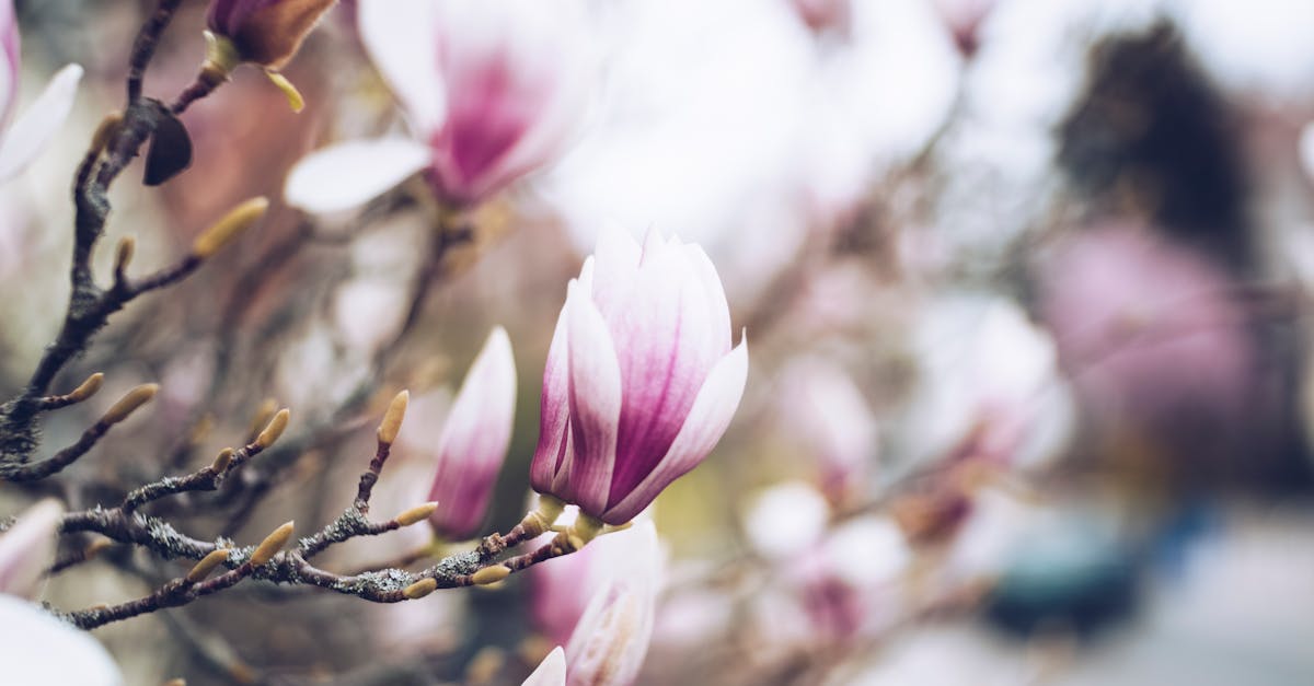 découvrez le magnolia, un arbre majestueux aux fleurs enchanteuses. avec ses pétales délicats et son parfum enivrant, le magnolia est le symbole de la beauté et de la sérénité. apprenez tout sur ses variétés, ses soins, et comment l'intégrer dans votre jardin pour apporter une touche d'élégance.